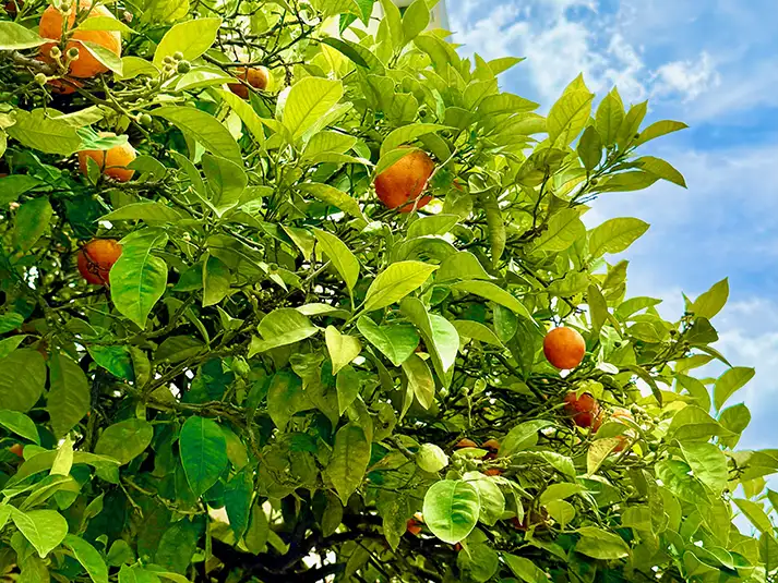 Orange Tree