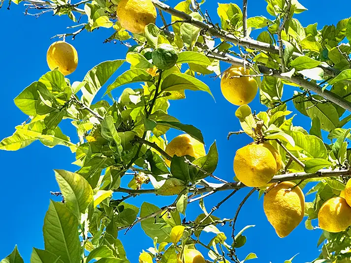Lemon Tree