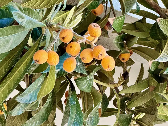 Loquat Tree